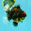 CHUNKY AAA Grade Tiger Oranda Male 6.5-7 inches #072426OR_01