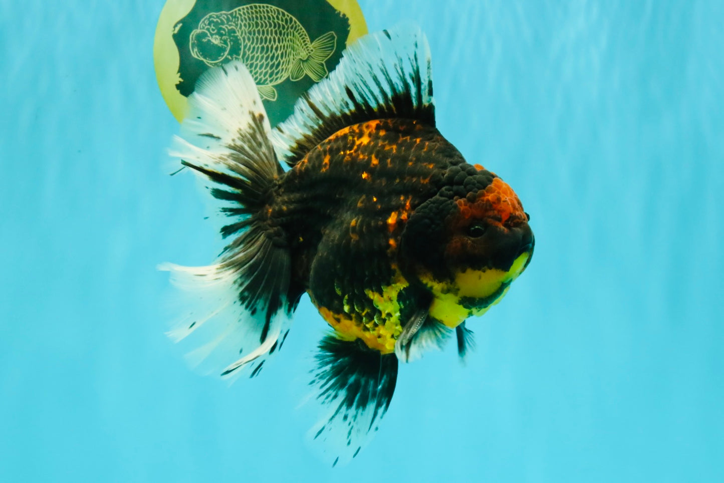 CHUNKY AAA Grade Tiger Oranda Male 6.5-7 inches #072426OR_01