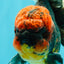 CHONKY AAA Grade Red Head Kirin Oranda Male 6-6.5 inches #072426OR_18