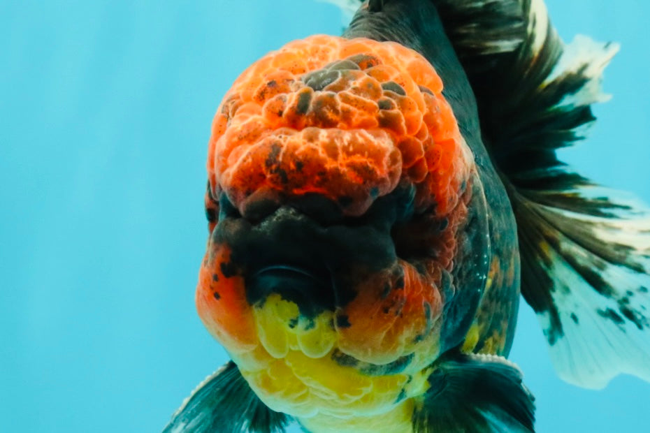 CHONKY AAA Grade Red Head Kirin Oranda Male 6-6.5 inches #072426OR_18