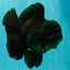 GODZILLA AAA Grade Black Oranda Male 6.5-7 inches #101626OR_18