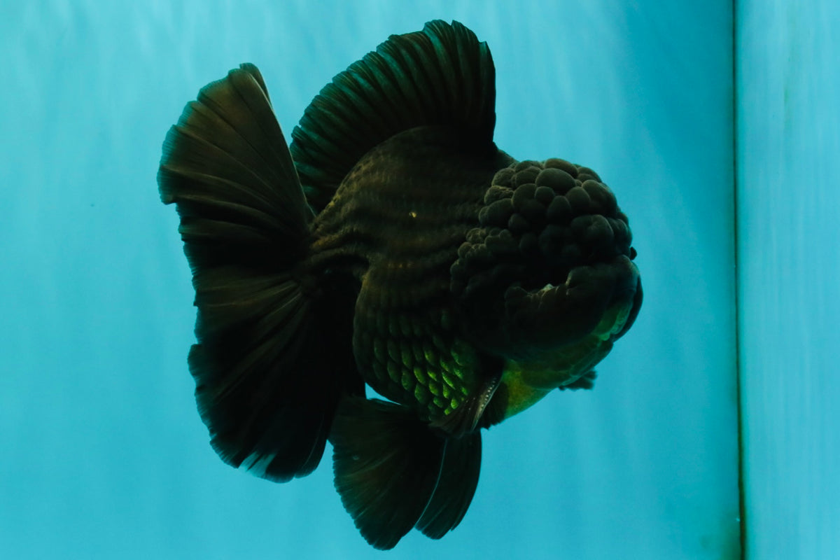 GODZILLA AAA Grade Black Oranda Male 6.5-7 inches #101626OR_18