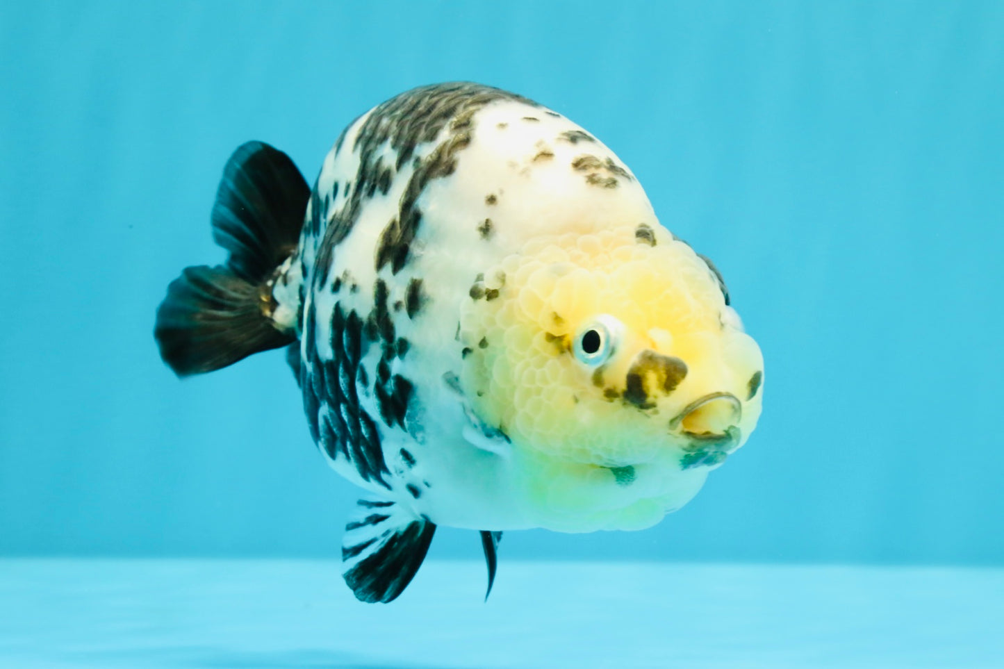 A Grade Cow Chinese Ranchu Female 5-5.5 inches #022726RC_20