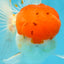 A Grade Red Cap Oranda Male 5.5 inches #062725OR_21