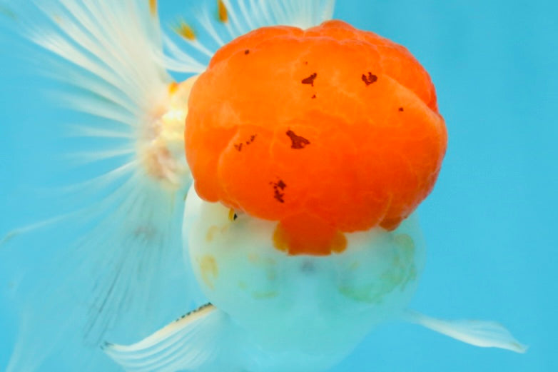 A Grade Red Cap Oranda Male 5.5 inches #062725OR_21