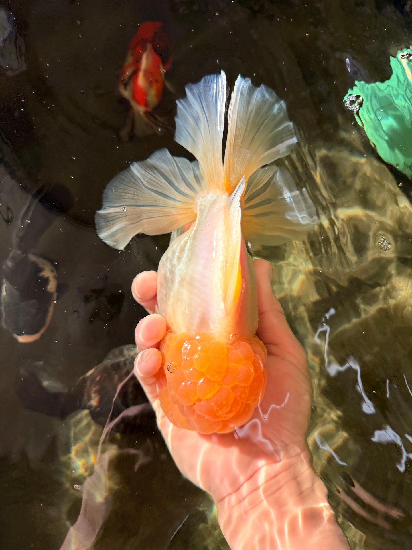 AAA Grade White Oranda Female 7-7.5 inches #032026OR_03