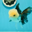 AAA Grade Lemonhead Panda Button Eyes Oranda Male 5.5-6 inches #1011OR_02