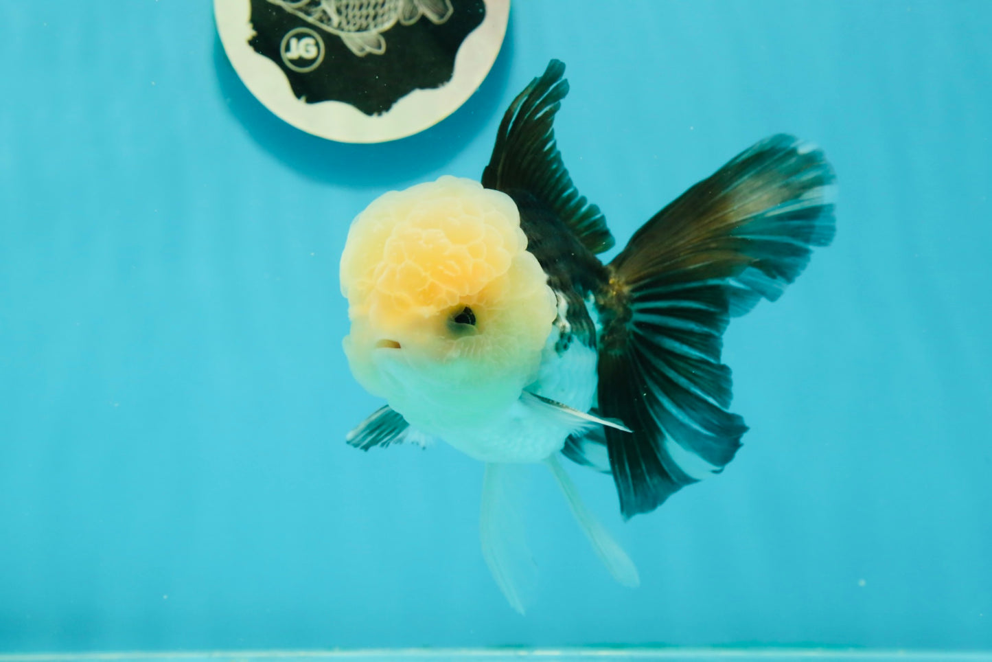 AAA Grade Lemonhead Panda Button Eyes Oranda Male 5.5-6 inches #1011OR_02