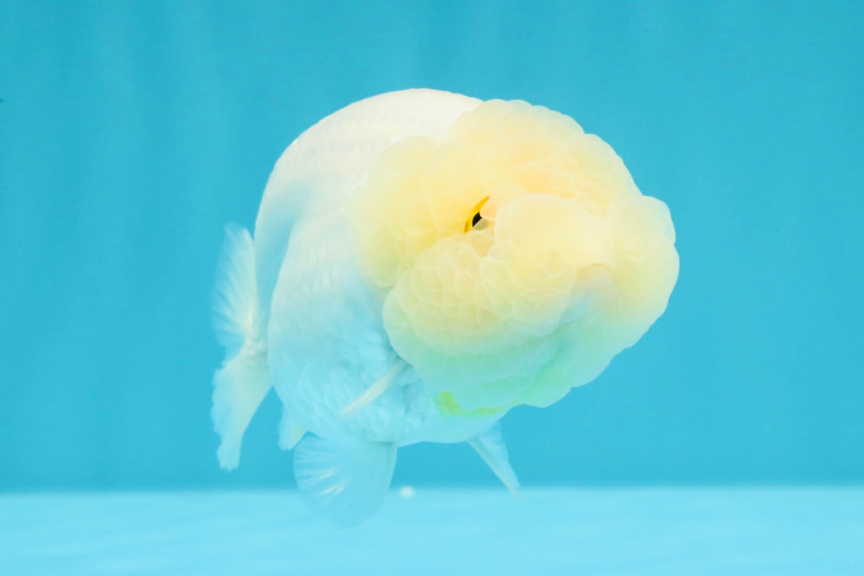 A Grade Dragon Head White LionQueen 4-4.5 inches #022726LC_23