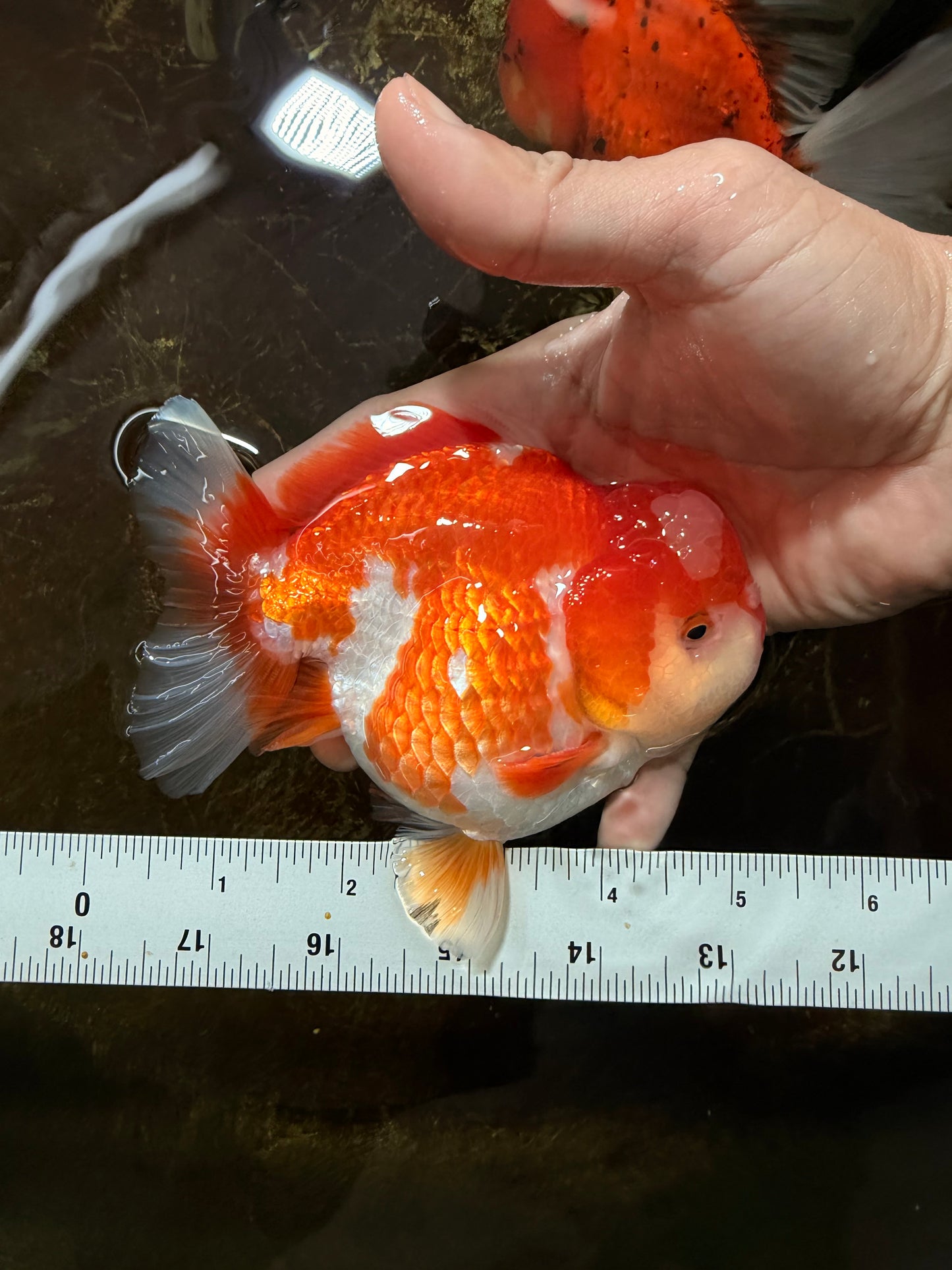 BIG WEN A Grade Red White Yuanbao Male 5 inches #110725YB_09