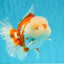 OLAF A Grade Red White Oranda Male 6 inches #040326OR_14