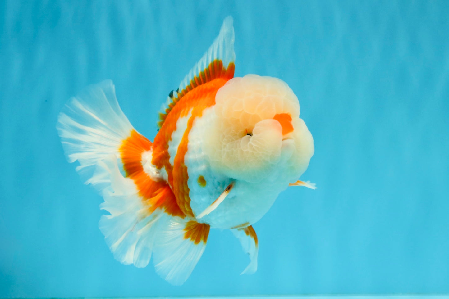 OLAF A Grade Red White Oranda Male 6 inches #040326OR_14