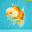 A Grade Red White Oranda Male 5.5 inches #071726OR_30