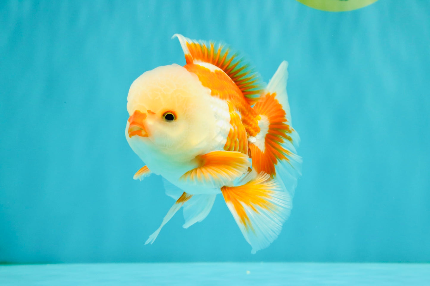 A Grade Red White Oranda Male 5.5 inches #071726OR_30