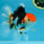 A Grade Tricolor Oranda Male 5-5.5 inches #082225OR_19