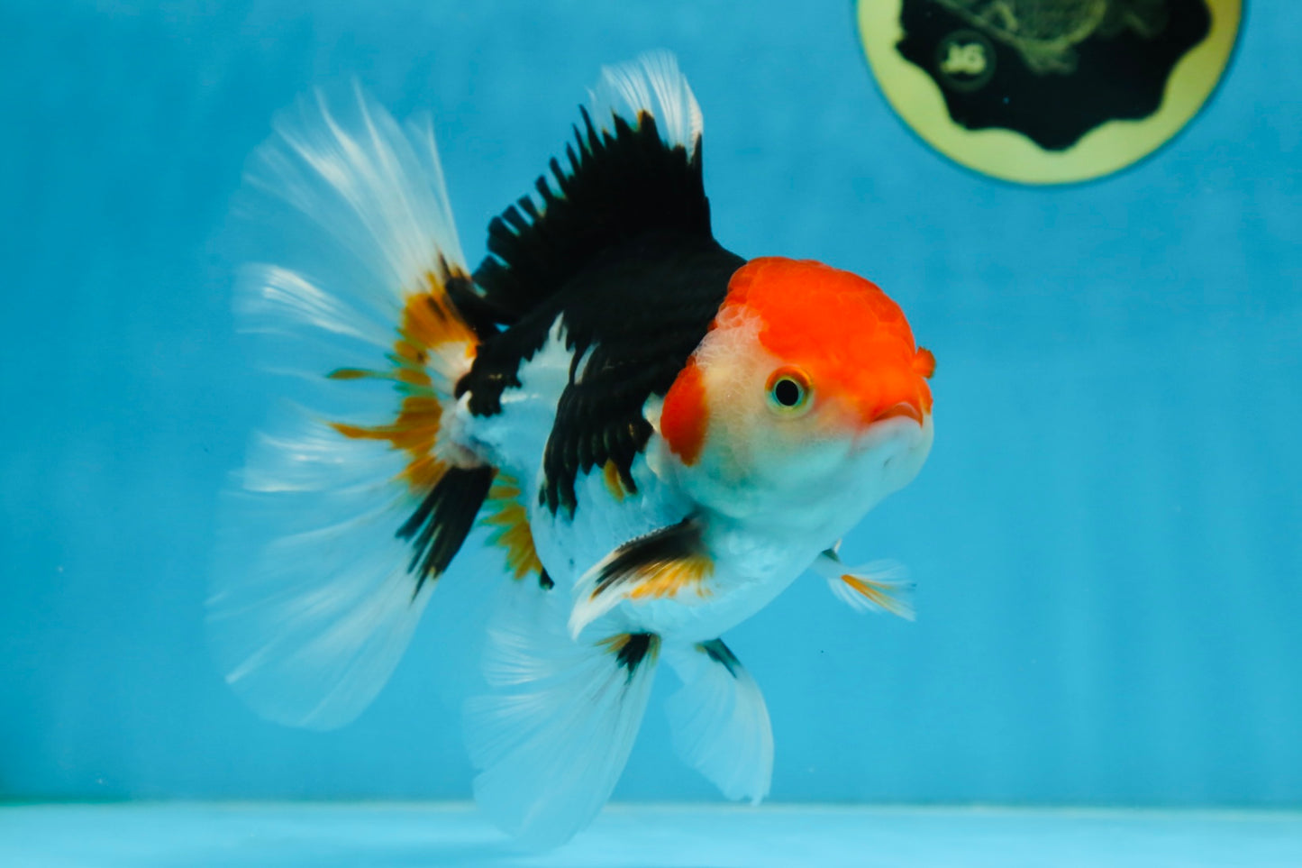 A Grade Tricolor Oranda Male 5-5.5 inches #082225OR_19