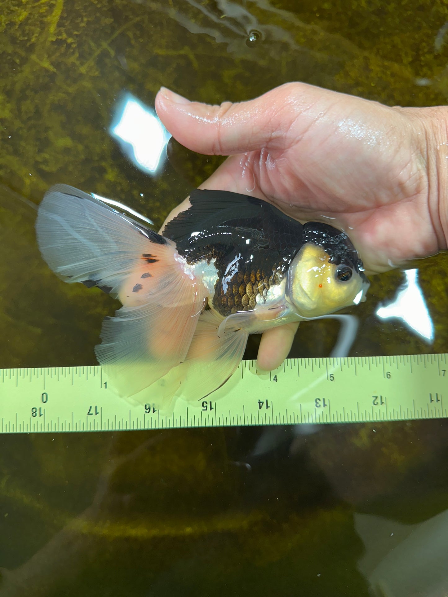 Fluffy Tail Panda Oranda Male 5.5 inches #072525OR_12