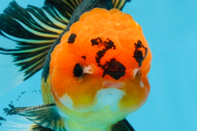 A Grade Apache Button Eyes Oranda Male 5-5.5 inches #080125OR_21