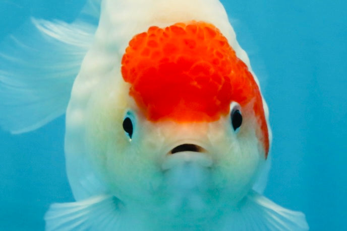 MARIO AAA Grade Red White Yuanbao Female 5 inches #121225YB_02