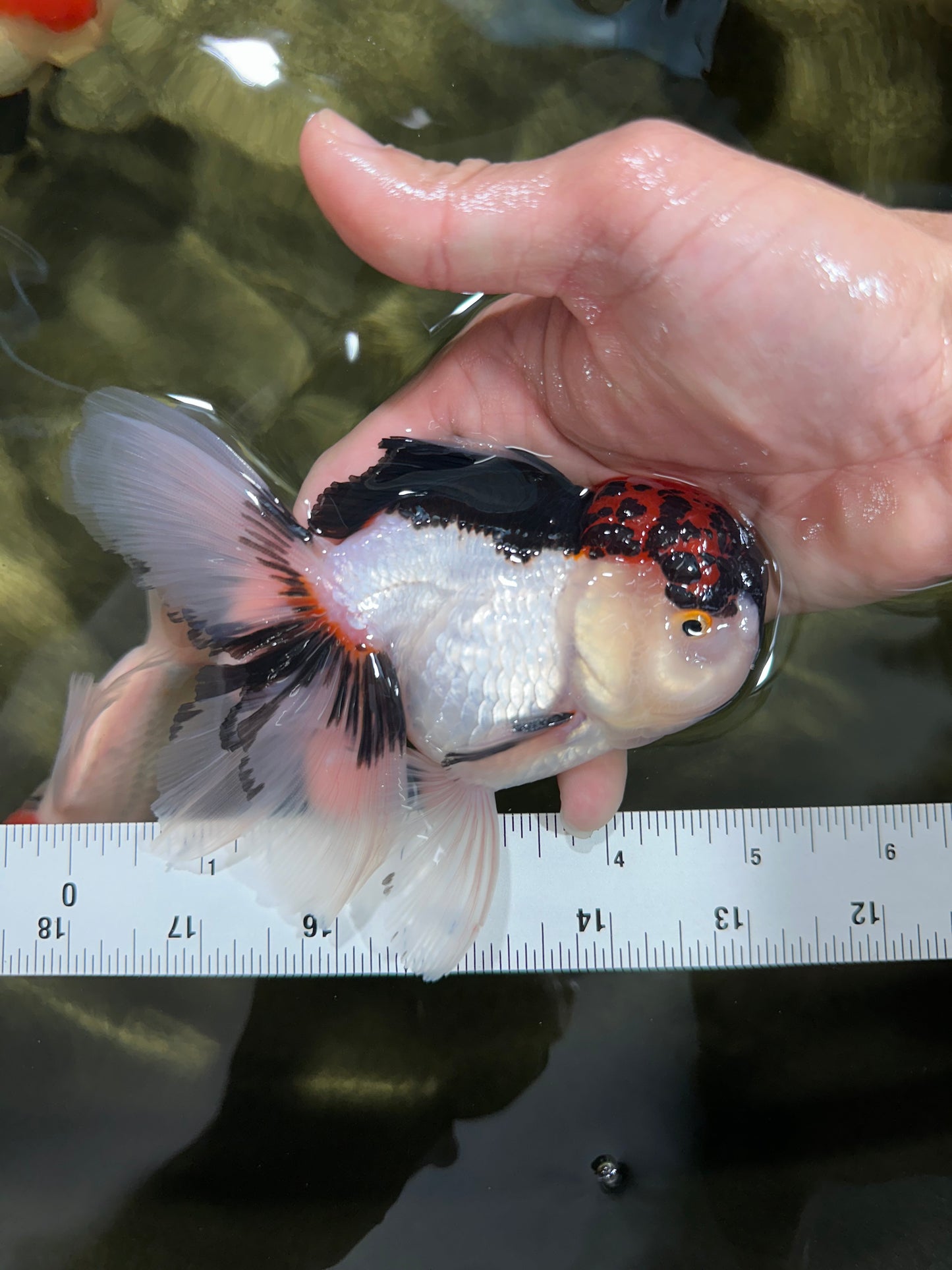 A Grade Tricolor Oranda Male 5 inches #060625OR_21