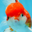 A Grade Sakura Oranda Female 5.5  inches #071125OR_09