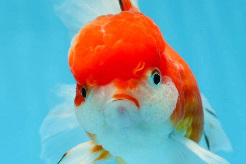 A Grade Sakura Oranda Female 5.5  inches #071125OR_09