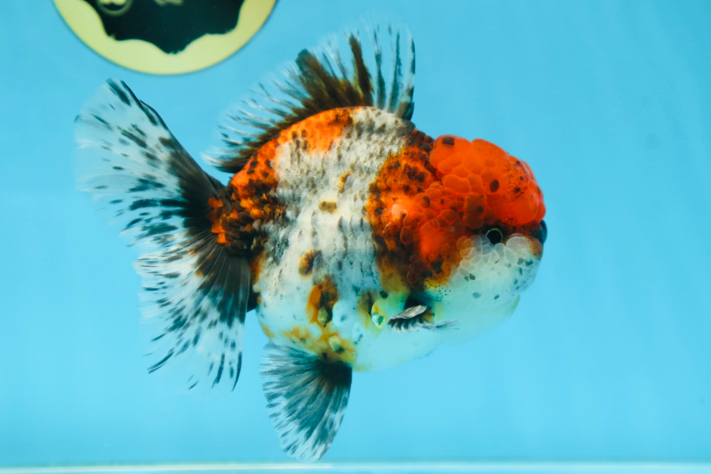 AAA Grade CHUBBY Calico Oranda Male 5.5 inches #082925OR_13