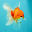 A Grade Red White Oranda Male 5.5 inches #102326OR_21