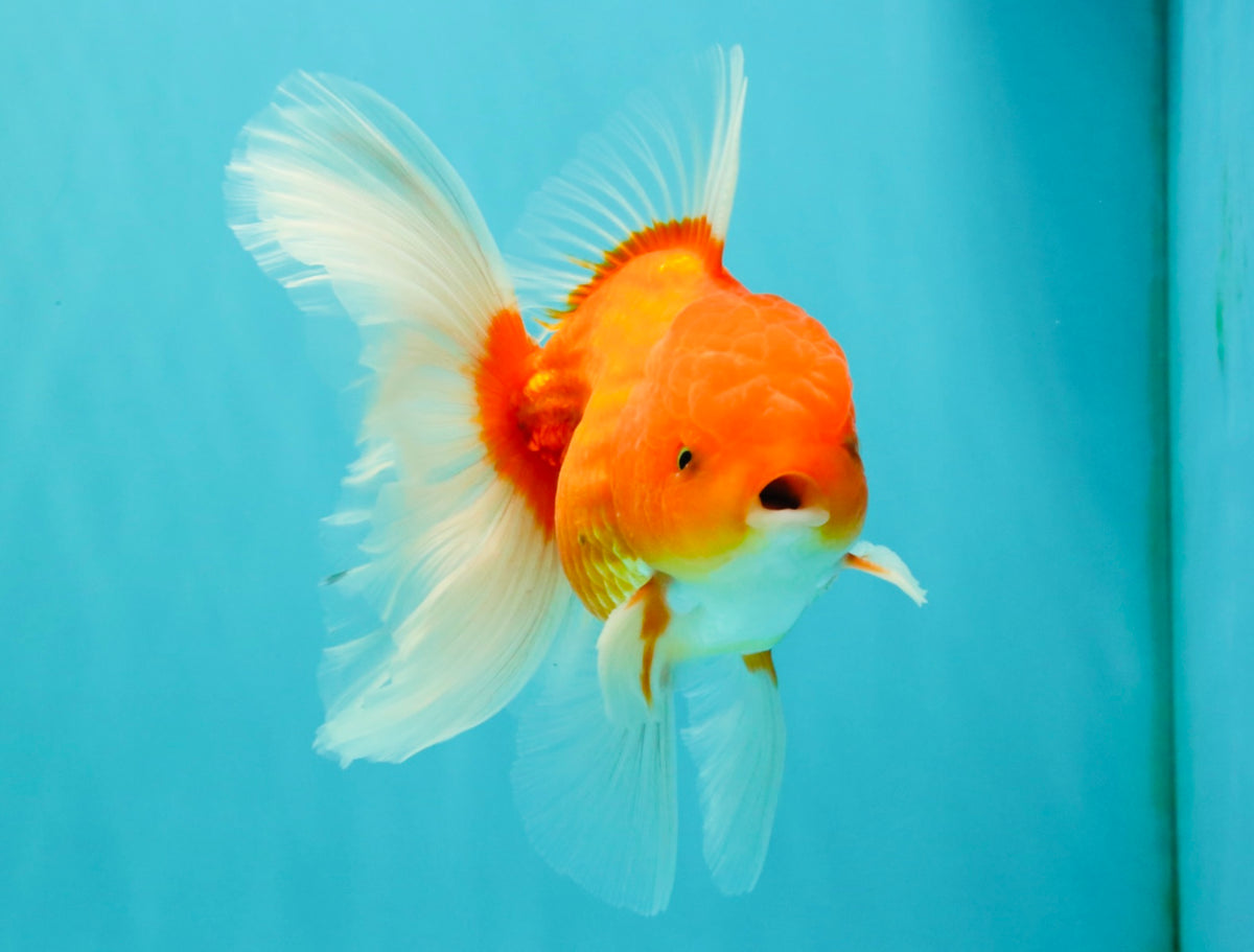 A Grade Red White Oranda Male 5.5 inches #102326OR_21