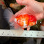 A Grade Red White Oranda Male 5.5 inches #102326OR_10