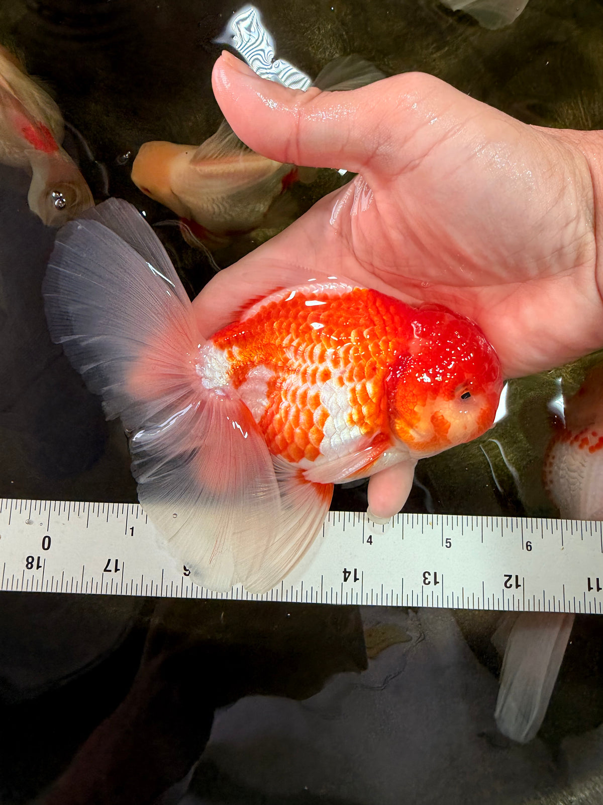A Grade Red White Oranda Male 5.5 inches #102326OR_10
