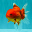 Red Cherry Oranda Female 5 inches #061926OR_14