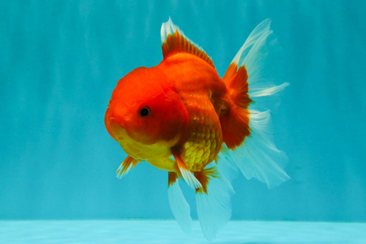 Red Cherry Oranda Female 5 inches #061926OR_14