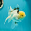 A Grade Lemonhead Tricolor Oranda Male 5 inches #111524OR_26