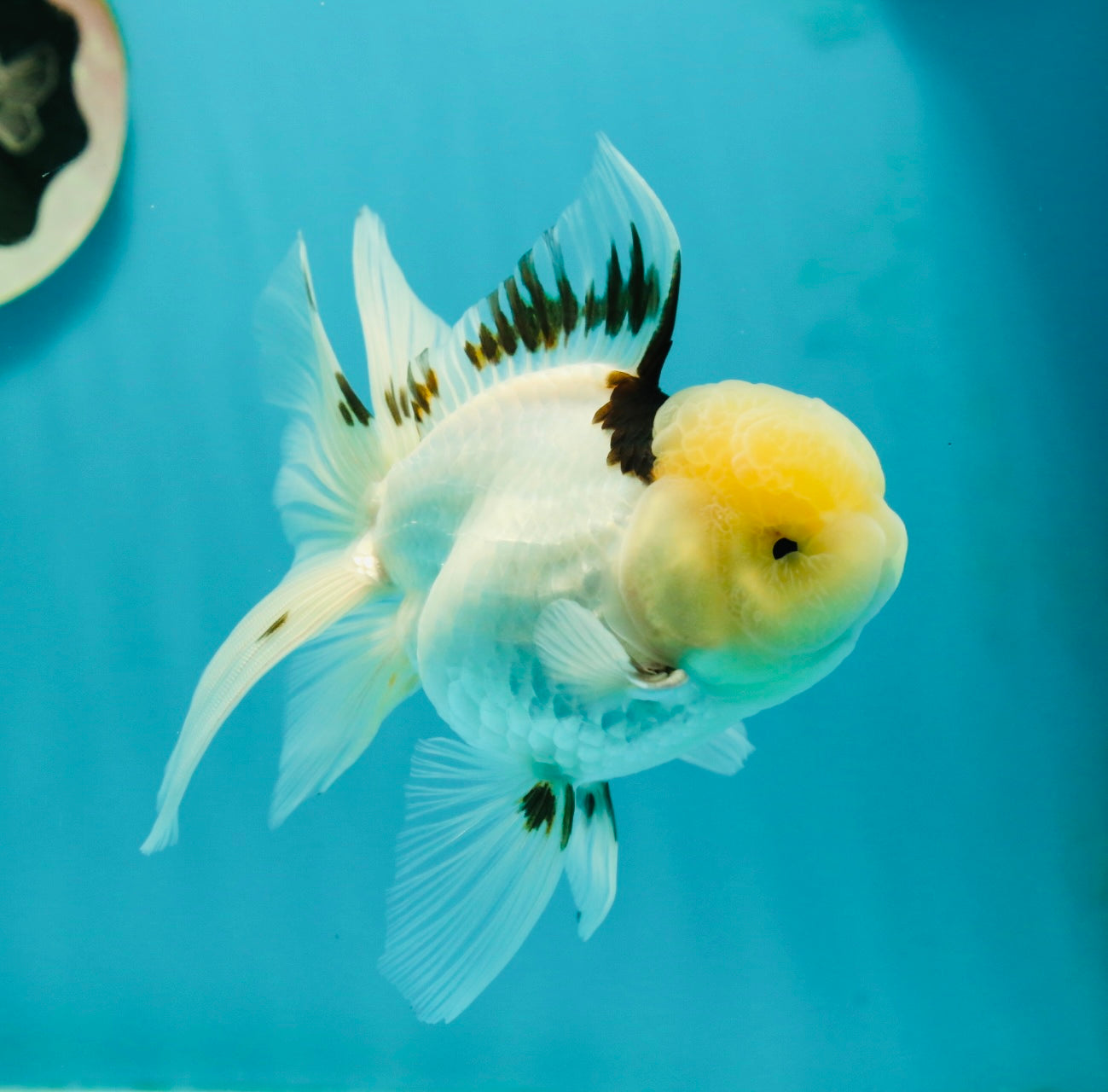 A Grade Lemonhead Tricolor Oranda Male 5 inches #111524OR_26