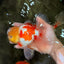 AAA Grade Red White Oranda Male 6 inches #080726OR_13