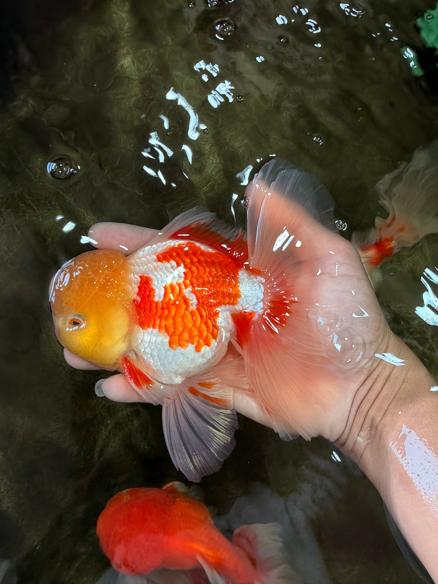 AAA Grade Red White Oranda Male 6 inches #080726OR_13