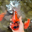 A Grade Broatail Tiger Oranda Male 7.5 inches #100926OR_08