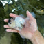 Panda Button Eyes Oranda Male 5 inches #091225OR_21