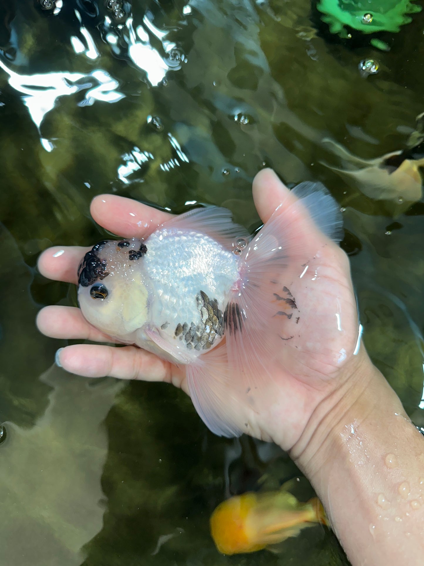 Panda Button Eyes Oranda Male 5 inches #091225OR_21