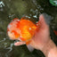 FLUFFY AAA Grade Red White Oranda Male 6.5 inches #082126OR_01