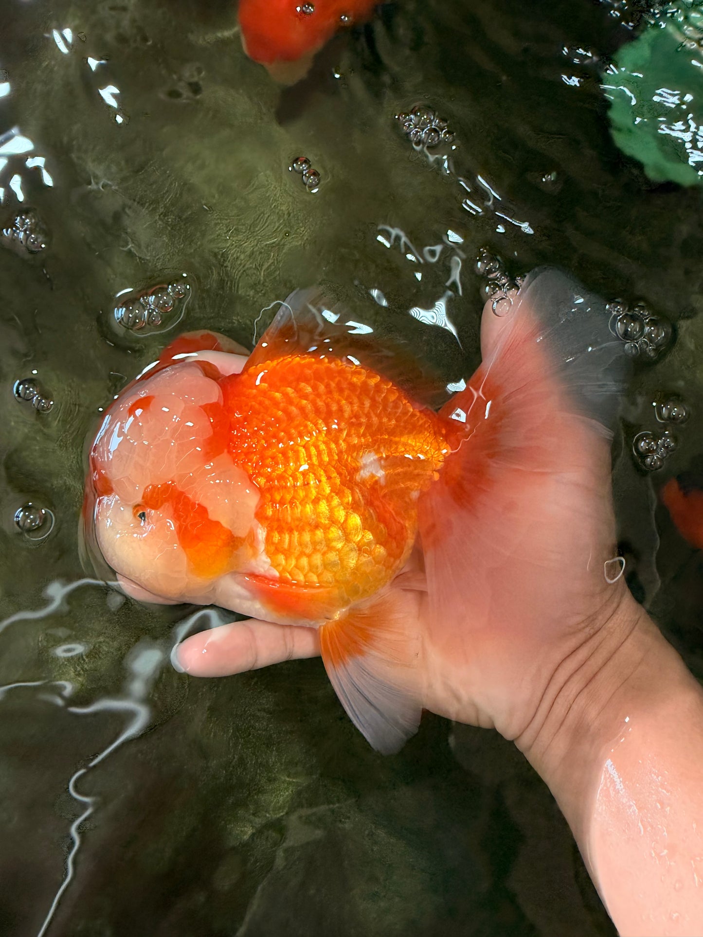 FLUFFY AAA Grade Red White Oranda Male 6.5 inches #082126OR_01