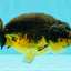 Apache Lionchu Female 4-4.5 inches #070326LC_31