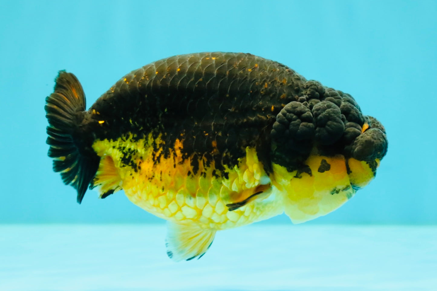 Apache Lionchu Female 4-4.5 inches #070326LC_31