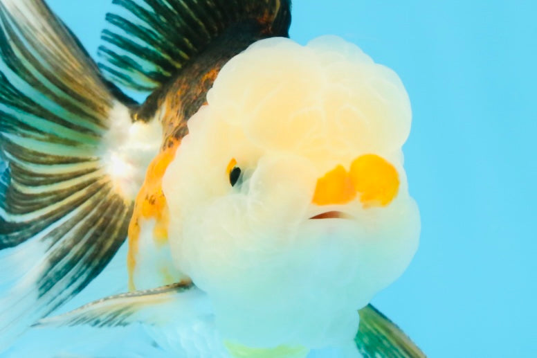 Tricolor Oranda Male 5 inches #091925OR_05