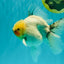 A Grade Marble Oranda Male 5.5-6 inches #062626OR_31
