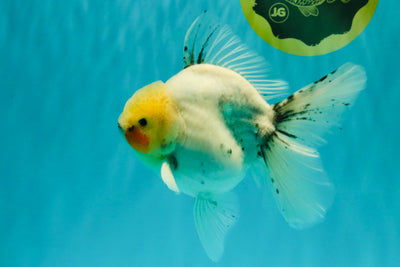 A Grade Marble Oranda Male 5.5-6 inches #062626OR_31