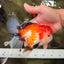 A Grade Tricolor Oranda Female 6 inches #082126OR_10