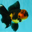 LAVA AAA Grade Apache Oranda Male 5.5 inches #100926OR_21