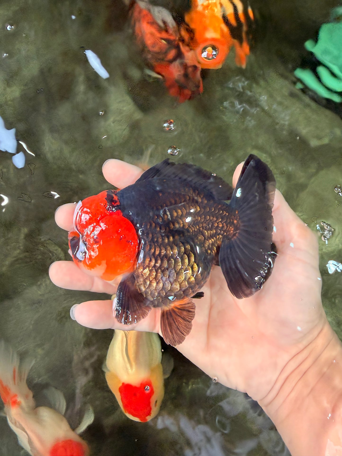 SUPER CUTE A Grade Pompom Red Head Tricolor Yuanbao Male 4.5-5 inches #031326YB_17